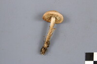 Marasmius oreades image